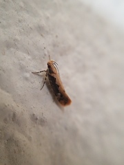 Ornativalva erubescens