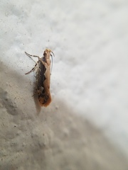 Ornativalva erubescens