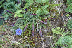 Gentiana arisanensis