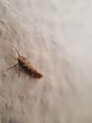 Ornativalva erubescens