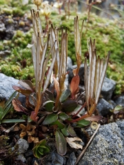 Cardamine bellidifolia alpina
