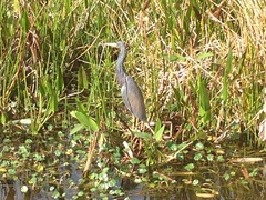 Egretta tricolor image