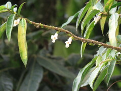 Drymonia stenophylla