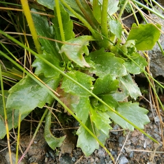 Micranthes stellaris