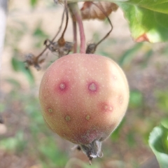 Quadraspidiotus perniciosus