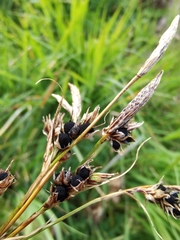 Anthracoidea sempervirentis