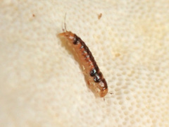 Sepedophilus bipustulatus