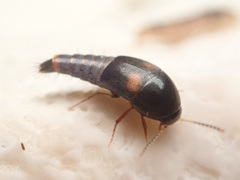 Sepedophilus bipustulatus