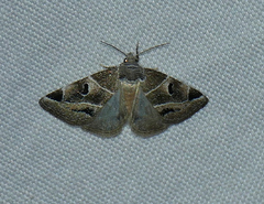 Plagiomimicus triplagiatus