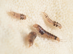 Sepedophilus bipustulatus