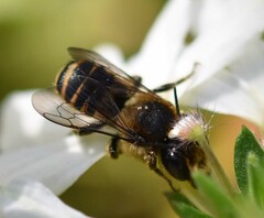 Megachile