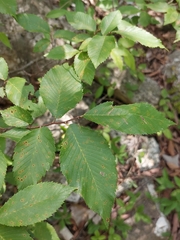 Ulmus serotina