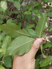 Ulmus serotina