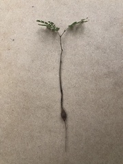 Anadenanthera colubrina