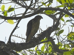 Buteo ridgwayi