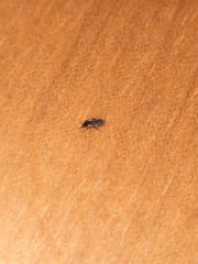 Hymenoptera