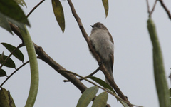 Prodotiscus zambesiae