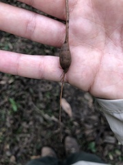 Anadenanthera colubrina