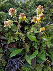 Solidago virgaurea minuta