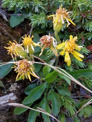 Solidago virgaurea minuta