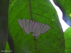 Phrygionis platinata