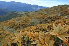 Rhododendron hyperythrum