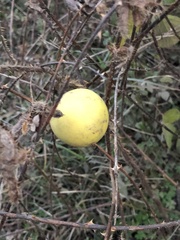 Solanum hieronymi