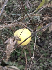 Solanum hieronymi