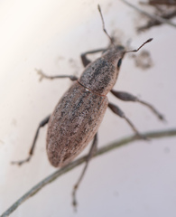 Tanymecus lacaena
