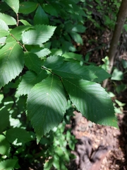 Ulmus serotina