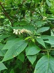 Clethra acuminata