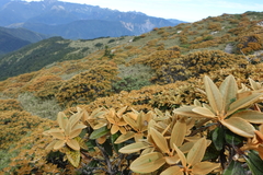 Rhododendron hyperythrum