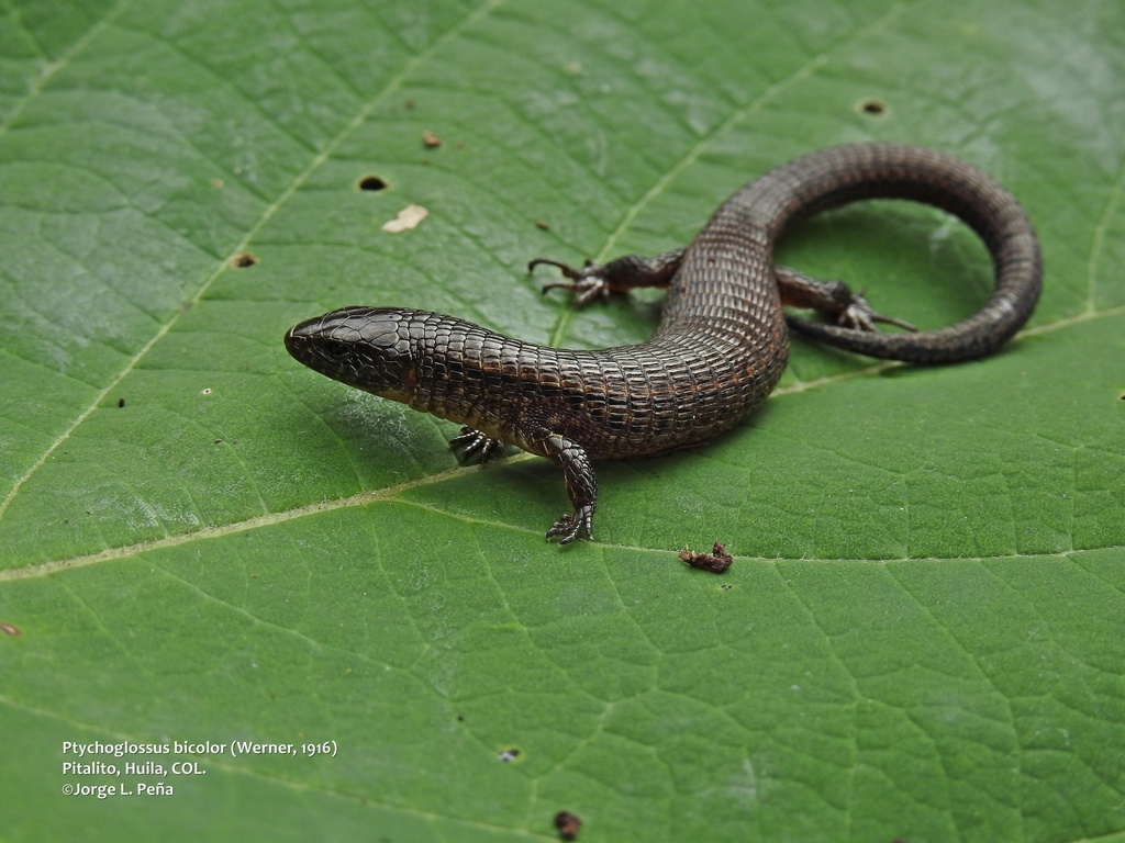 Werner's Largescale Lizard