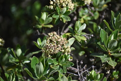 Escallonia resinosa