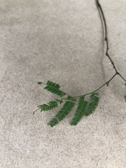 Anadenanthera colubrina