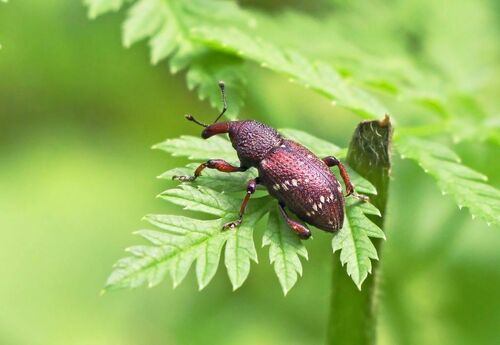 Purple Loosestrife Root Borer