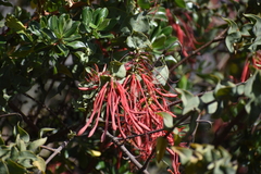 Tristerix peruvianus