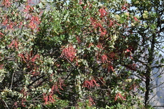 Tristerix peruvianus