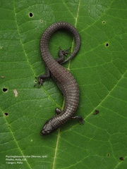 Werner's Largescale Lizard photo 2