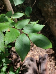 Ulmus serotina