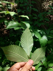 Ulmus serotina