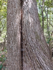Ulmus serotina