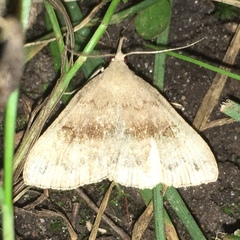 Phalaenostola metonalis