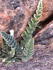 Cheilanthes lasiophylla