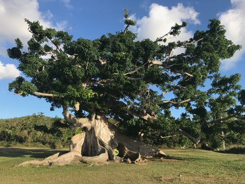 Ceiba pentandra