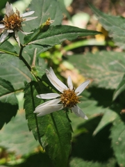 Eurybia chlorolepis
