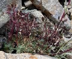 Draba lonchocarpa