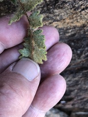 Cheilanthes lasiophylla