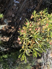 Dodonaea lobulata
