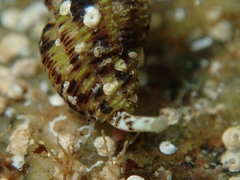 Aplus scacchianus